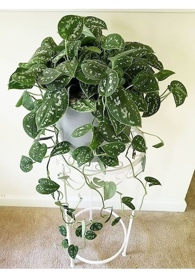 Alacalı Pothos Sarmaşığı& Yeşil Pothos Sarmaşığı- Askılı Saksıda