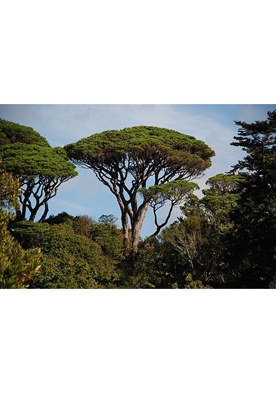 Tüplü Fıstık Çamı Fidanı Pinus Pinea - Bahçe Ve Peyzaj İçin 4 Mevsim Dikilebilir Canlı Çam Ağacı Fidanı