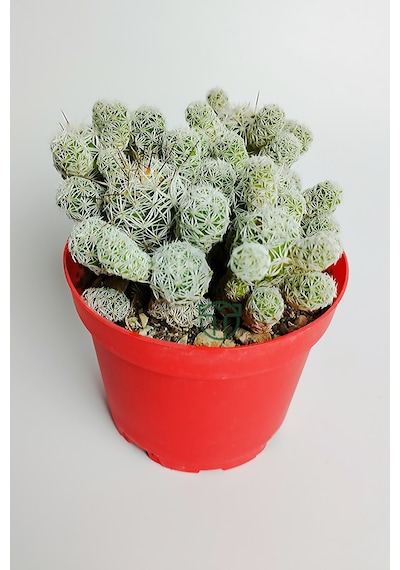 Dantel Kaktüs Beyaz Nadir Mammillaria Gracilis Fragilis Özel Tür