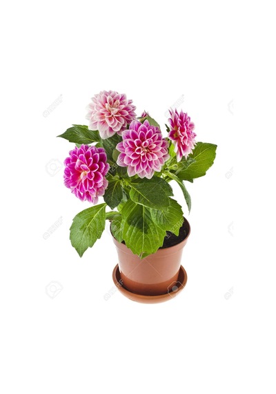 Karışık Dahlia Tohumu Ekim Seti 5 Tohum + Saksı + Toprak