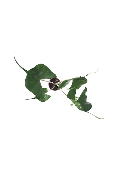 Alocasia Macrorrhiza 'Stingray' (Fil Kulağı) Ø12 CM Y45-50 CM