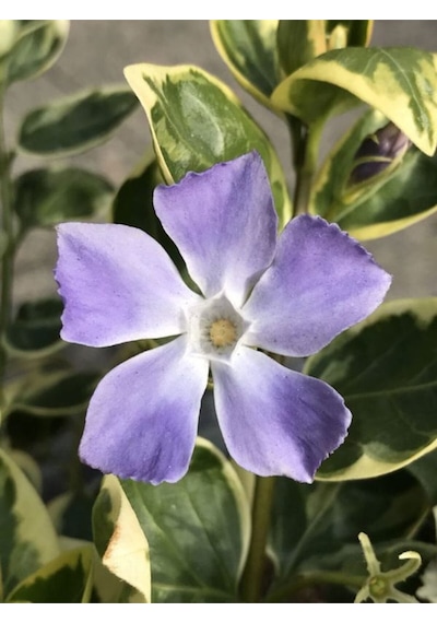 Vinca Major Variegata Mor Renk Cezayir Menekşesi 20-40cm Saksılı