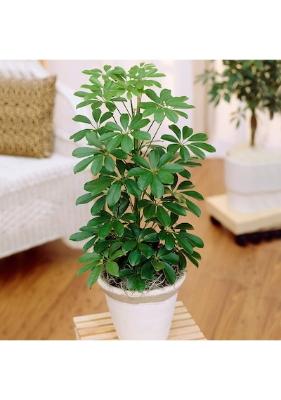 Şeflera – Şemsiye Ağacı 20-40 cm
