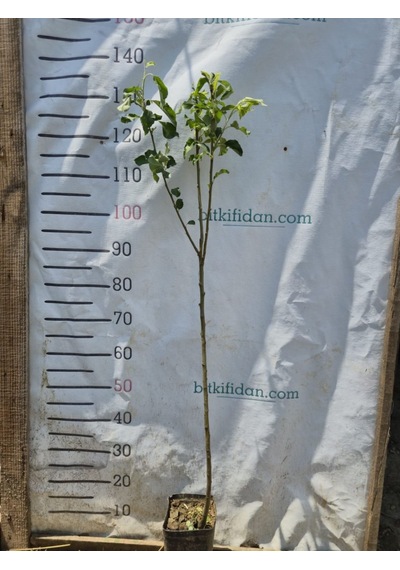 Starkrimson Elma Fidanı 2 Yaş 100-120 Cm