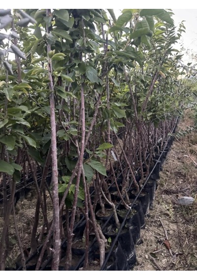 Tüplü,3 Yaş ,kendinden Verimli Sweet Heart Kiraz Fidanıboy 130-150 Cm