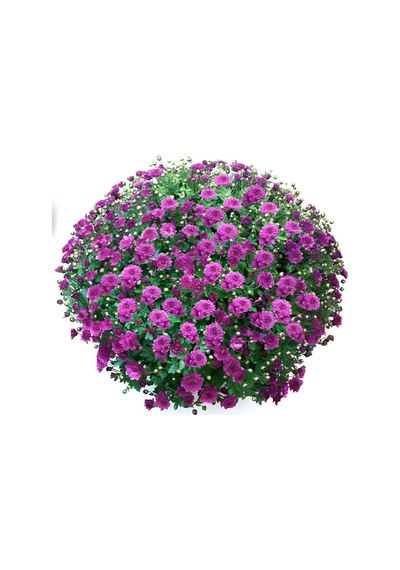 Özel Tür Bransmart Purple Kasımpatı Krizantem Çiçeği Fidesi 1 Adet