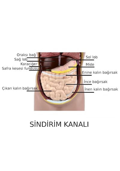 İnsan Vücudu Modeli Torso 50 Cm 11 Parça Cinsiyetsiz Kaideli 1