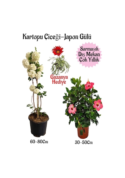 Kartopu Çiçeği 1 Adet +pembe Japon Gülü 1 Adet+kırmızı Gazanya Hediye Saksılı Bahçe Seti