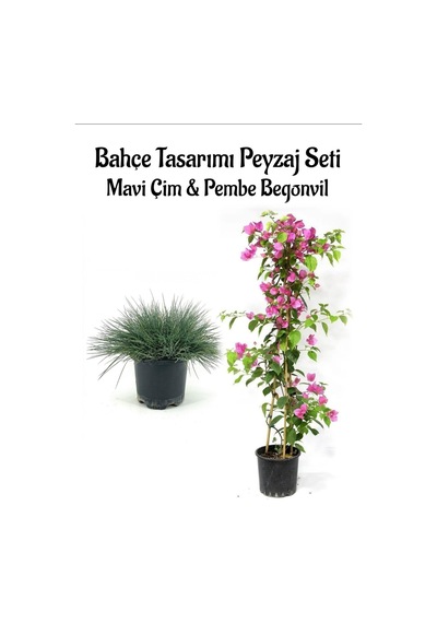 Mavi Çim 1 Adet Saksılı 10-20cm +pembe Begonvil 60-80cm 1 Adet Bahçe Seti