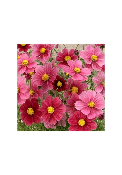 20 Adet Cosmos Bipinnatus 'antiquity' Çiçek Tohumu Belirtilmemiş