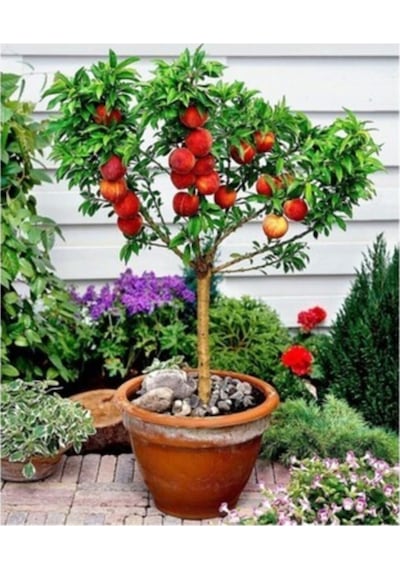 Bodur Bonsai Şeftali Ağacı Tohumu Ekim Seti 1 Adet Tohum + Saksı + Toprak