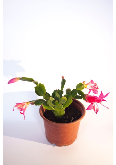 Schlumbergera Pembe Çiçek Açan Yılbaşı Çiçeği Sukulent Bitki 8 Cm Orta Boy Saksı