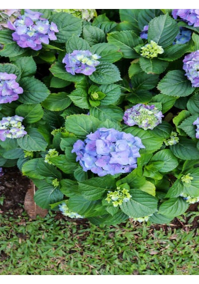 Videolu Muheteşem Görünümlü Mavi Ortanca Çiçeği 20 50 Cm 1 Adet Saksılı Bodur Bitki Rhododendron