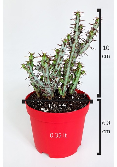 Euphorbia Aeruginosa Özel Tür Kücük Sarı Çiçek Veren Sütleğen Mav