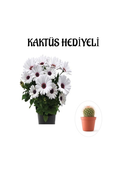 Hediyelik Beyaz Renk Bodrum Papatyası Sevgilier Gününe Özel Kaktüs Hediyeli