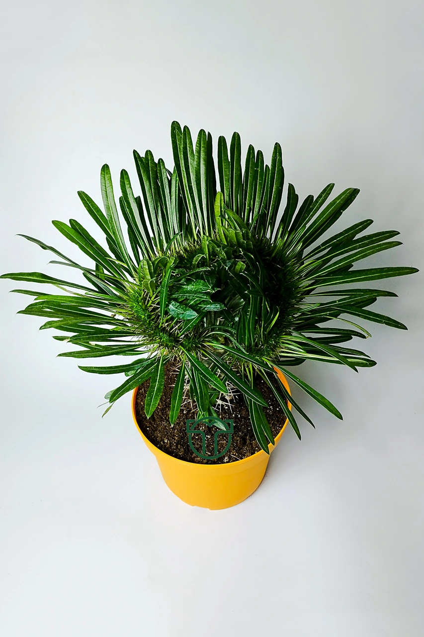 Pachypodium Lamerei Cristata Madagaskar Palmiyesi Koleksiyonluk