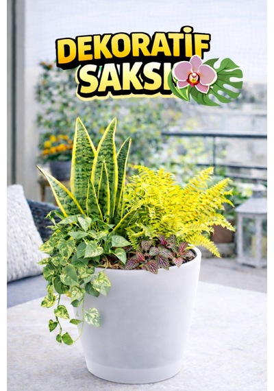 Yarı Şeffaf Dekoratif Orkide Saksısı - 12 Lik Üretim Saksısına Uygun Kaliteli Ürün