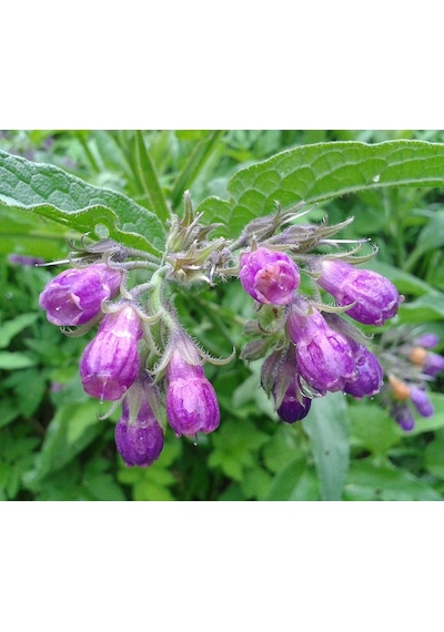 Karakafes Otu Symphytum Officinale 10 Adet