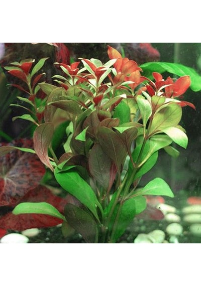 Peruensis Saksı Canlı Bitki P112 Çok Renkli