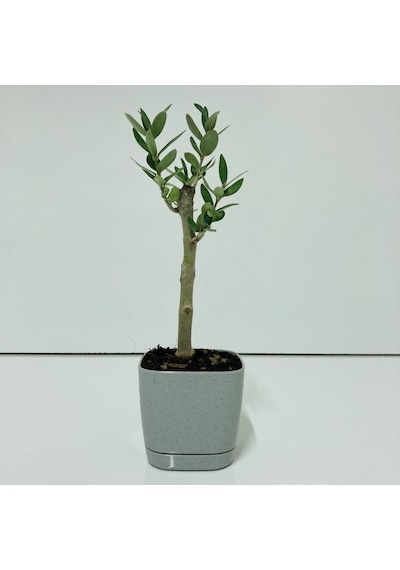 Gri Lüx Saksıda Bonsaiye Uygun Zeytin Fidanı