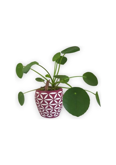 Çin Para Bitkisi | Mini Pilea | Pembe Desenli Saksıda