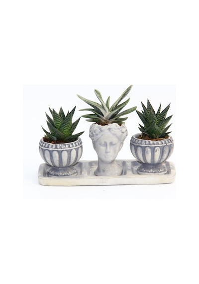 TRİO HELEN GRİ SUKULENT SETİ - Haworthia Limifolia, Gasteria