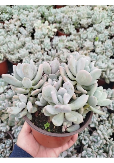 Pachyphytum Oviferum 3 Adet - Büyük Boy Yetişkin Sukulent