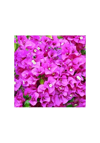 Begonvil Fidanı Fidesi 10-20 Cm Pembe