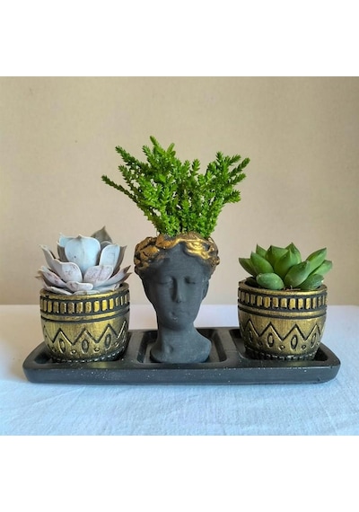 Echeveria 3'lü Sukulent Seti | Helen Siyah & Gold Seri