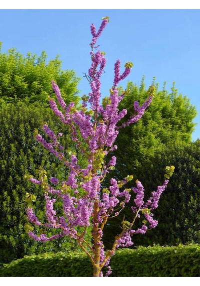Videolu Hoş Kokulu Mor Renkli 1 Adet Leylak Ağacı Fidanı 40-80cm Tüplü Lilac Tree Sapling