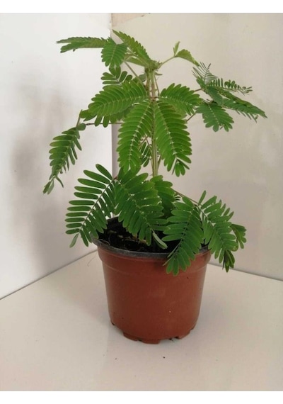 Küstüm Çiçeği Fidanı 10-20 Cm