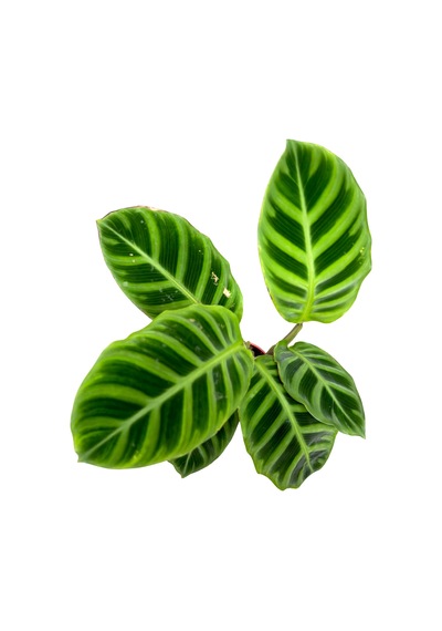 Calathea Zebrina Dua Çiçeği