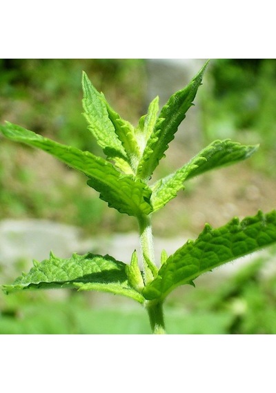 AGRodal Tarım Doğal Nane Tohumu 01 GR Yaklaşık 120 Adet