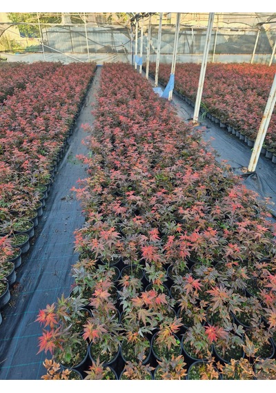 Acer Palmatum Atropurpureum Kırmızı Yakraklı Japon Akçaağaç 1.5 L