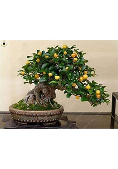 Bodur Kayısı Bonzai Ağacı Tohumu 2 Adet Bonsai Ağacı Tohumu