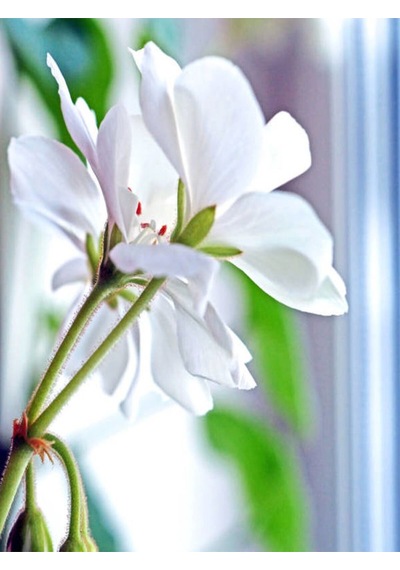 Videolu 1 Adet Beyaz Sakız Sardunya Çiçeği 15-25 Cm Saksılı Çiçekli Bodur Bitkiler Whıte Pelargonium