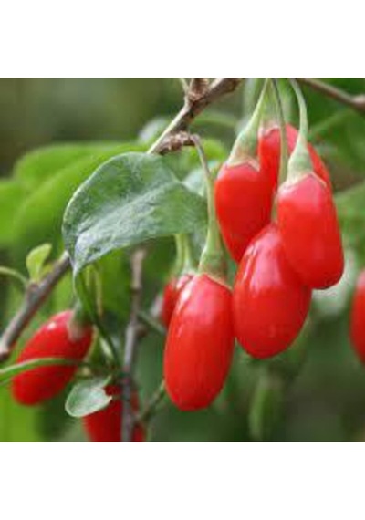 15 Adet Tohum Goji Berry Tohumu Kurt Üzümü Tohumu Goji Berry Saksı Toprak Sürpriz Heidyeli