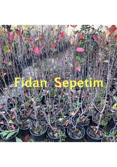 4 Yaş Viking Aronia Berry Fidanı N11.392