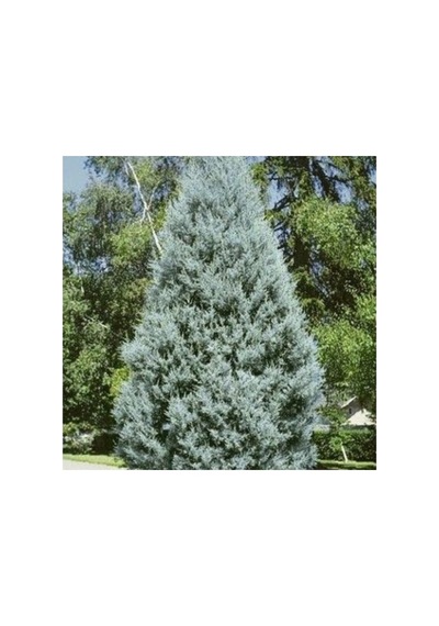 Mavi Servi Fidanı Picea Pungens 10-20 Cm