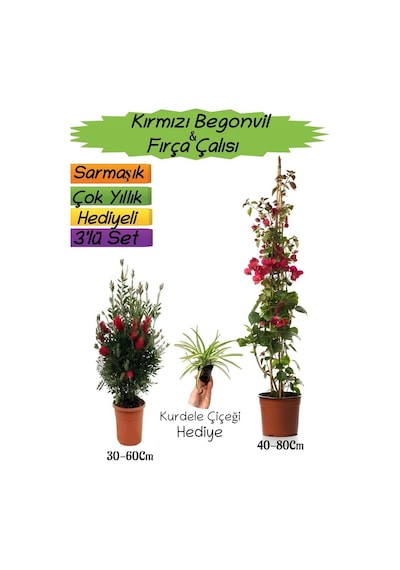 Kırmızı Renk Begonvil+kırmızı Fırça Çalısı+kurdele Çiçeği 3'lü Peyzaj Seti