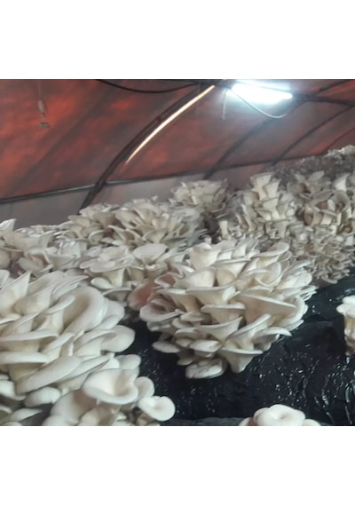 40 Kg İstiridye Mantarı Tohumu 1 adet