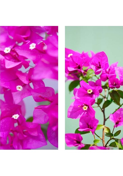 1 Adet Pembe Renk Begonvil Çiçeği 30-60 Cm Tüplü Çiçekli Bodur Bitkiler Bougainvillea