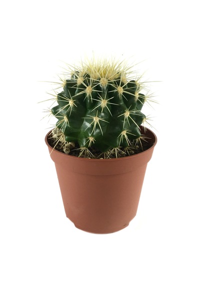 Echinocactus Grusonii Kaktüs