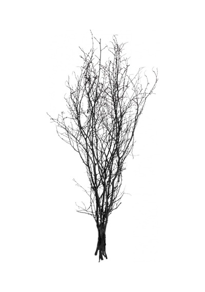 Kuru Bitki Siyah Gürgen Dalı 60 - 80 Cm