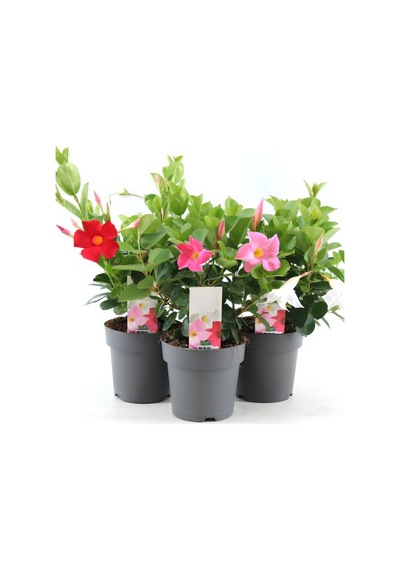 Karışık Renk Mandevilla 30 60 Cm Saksılı Tırmanıcı, Çiçekli Bahçe Bitkisi