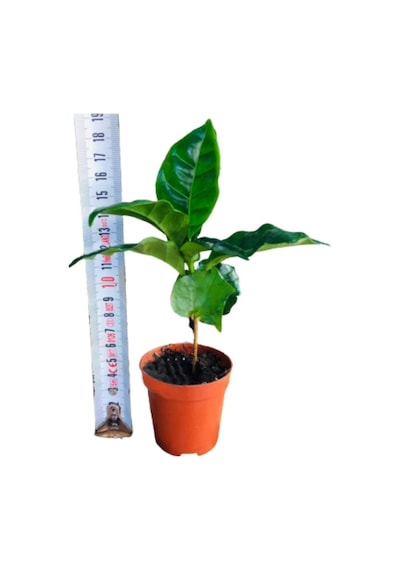 Kahve Fidanı Kahve Fidesi Kahve Ağacı Coffea Arabica