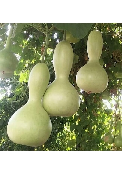 Yerli Ata Tohumu Su Kabağı 2 Adet
