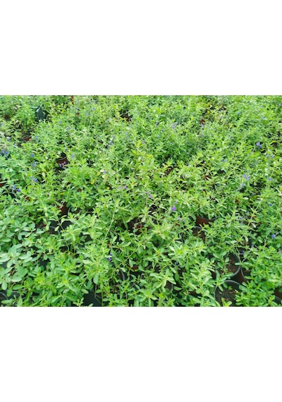 Mavi Süs Adaçayı 3 Adet - Salvia Microphylla Blue Monrovia