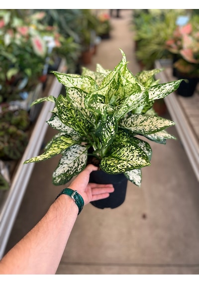 Aglaonema 'white Kiwi' Çin Herdemyeşili Ø19 Cm Y40-45 Cm