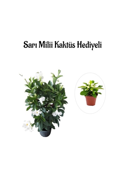 Kokulu Beyaz Mandevilla Sarmaşığı Sevgililer Gününe Özel Sarı Milli Kaktüs Hediyeli